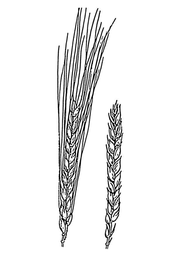 Coloring page wheat