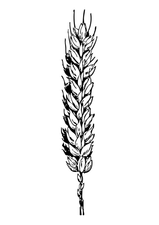 Coloring page wheat