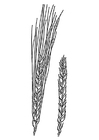 Coloring page wheat