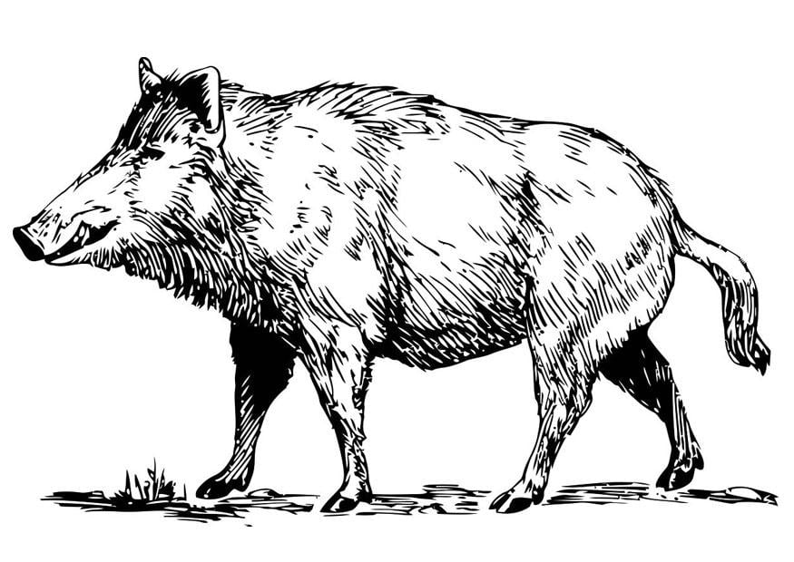 Coloring page wild boar