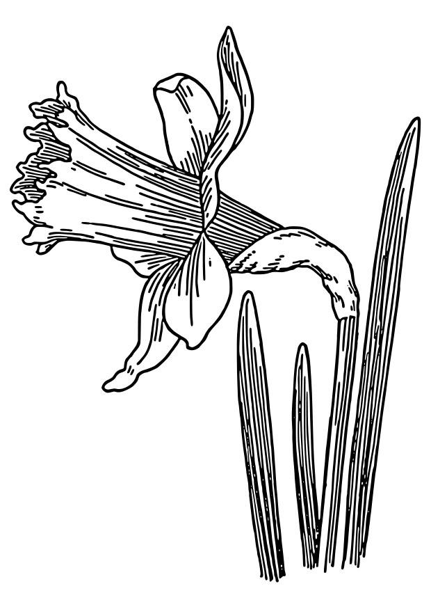Coloring page wild daffodil
