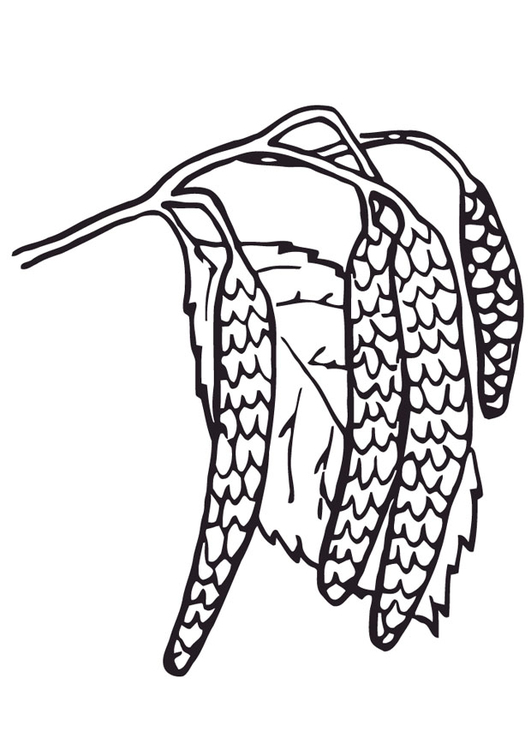 Coloring page willow