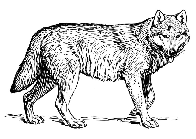 Coloring page wolf