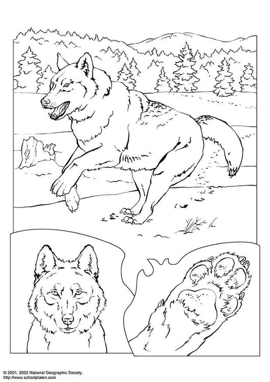 Coloring page wolf