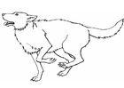 Coloring pages wolf