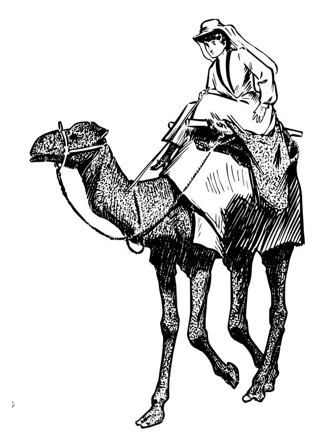 Coloring page woman on camel