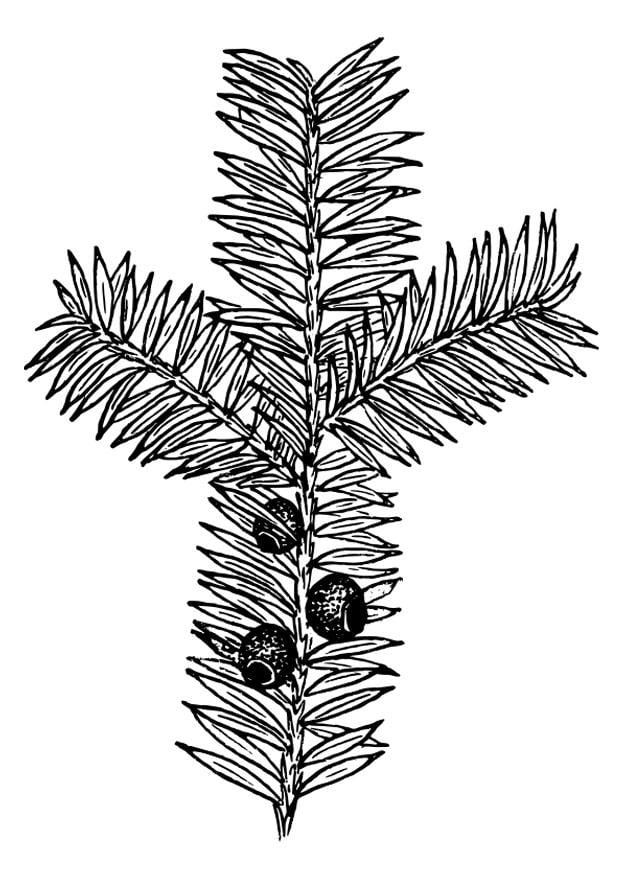Coloring page yew