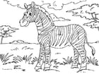 Coloring pages zebra