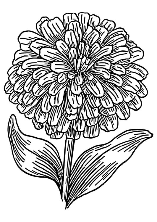 Coloring page zinnia