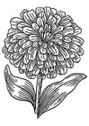Coloring page zinnia