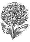 zinnia