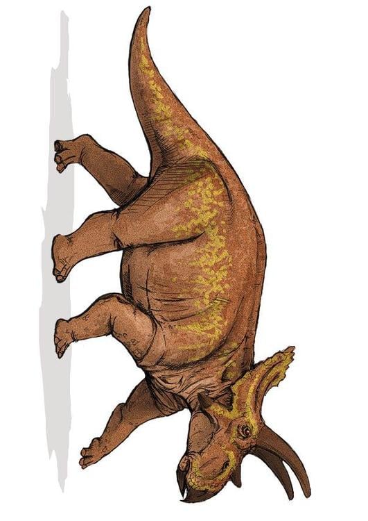 Anchiceratops dinosaur