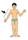 Image arm