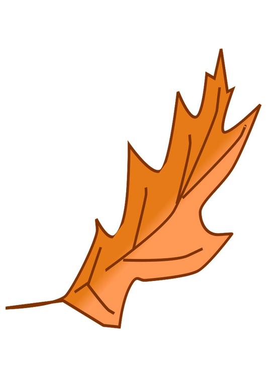 autumn leaf