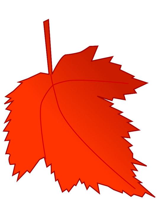 autumn leaf