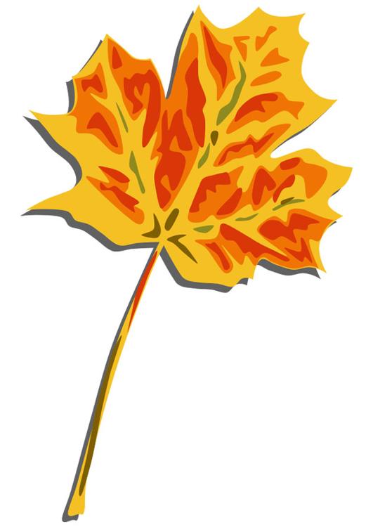 autumn leaf