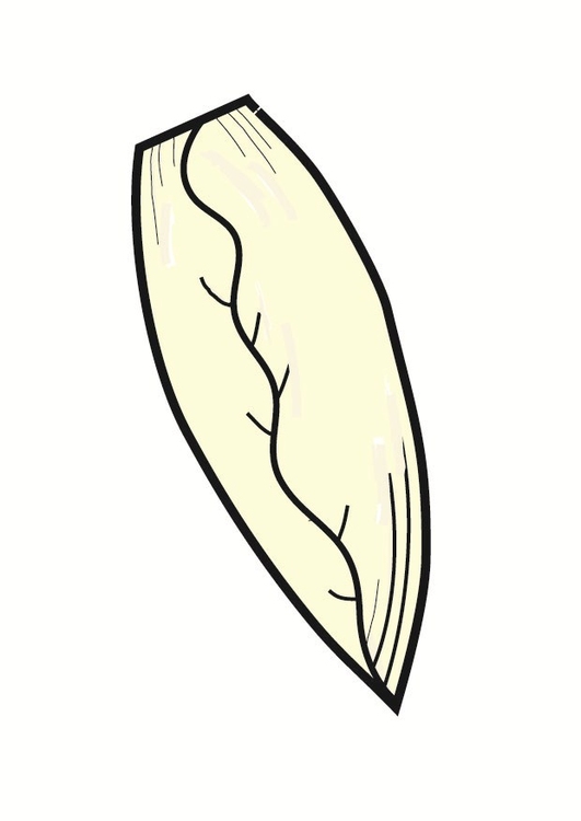 Image Belgian endive