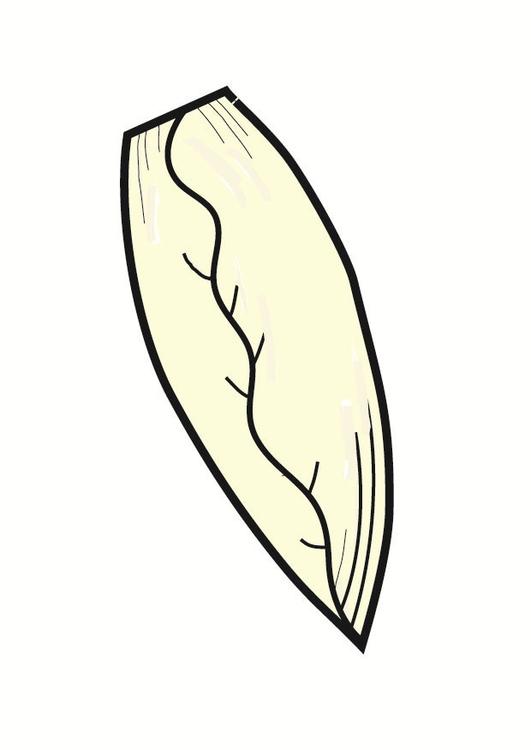 Belgian endive