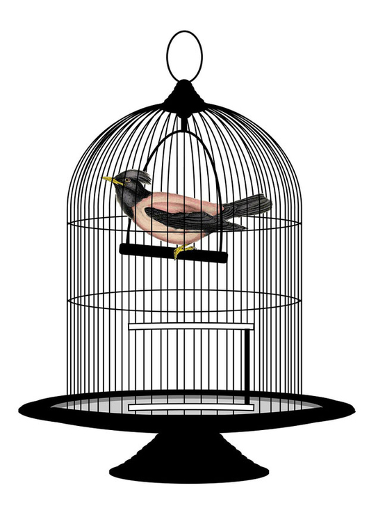 Image bird in cage