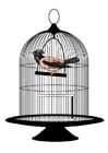 bird in cage