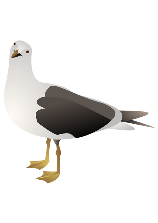 Image bird - seagull