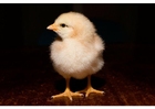 Photo chicken