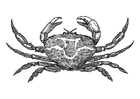 Coloring page Crab