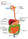 Images digestive system - German