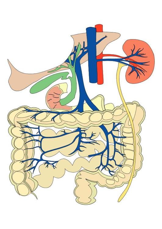 digestive system