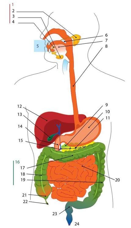 digestive system