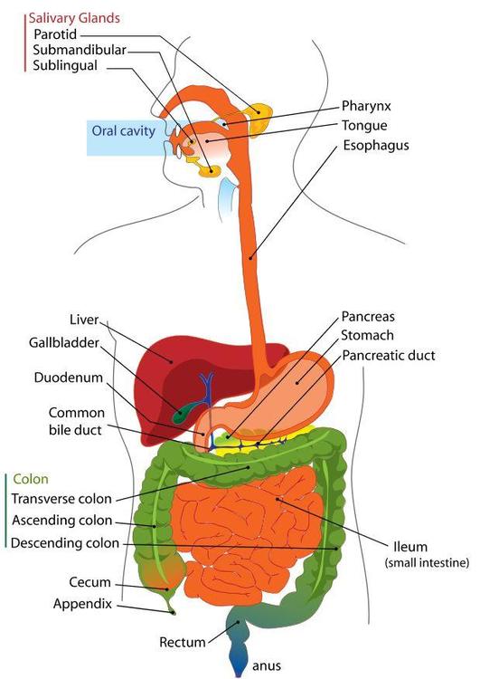 digestive system