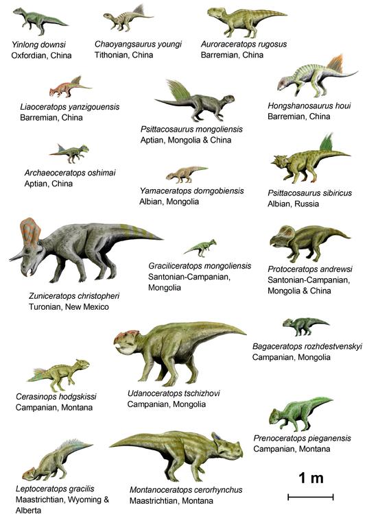 Dinosaurs (Basal Ceratopsia)