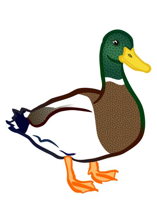 duck