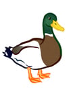 Images duck
