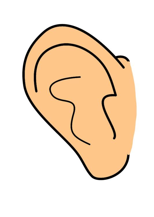 ear