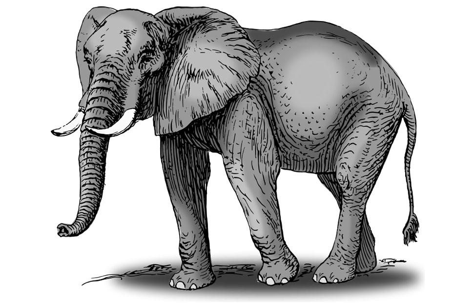 Image elephant