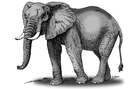 elephant