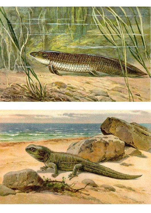 first animals ashore