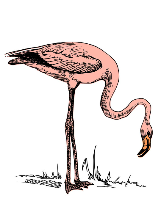 Image flamingo
