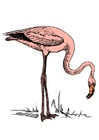 Images flamingo