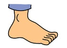 foot