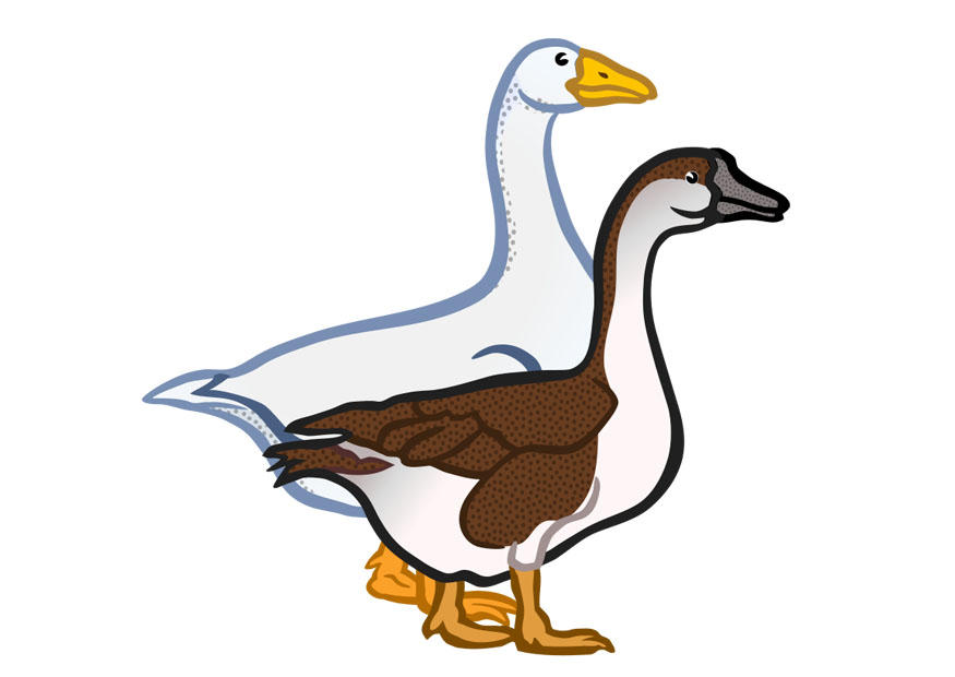 Image geese