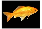 Photo goldfish