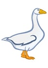Images goose
