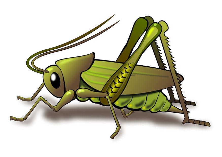 Image grasshopper