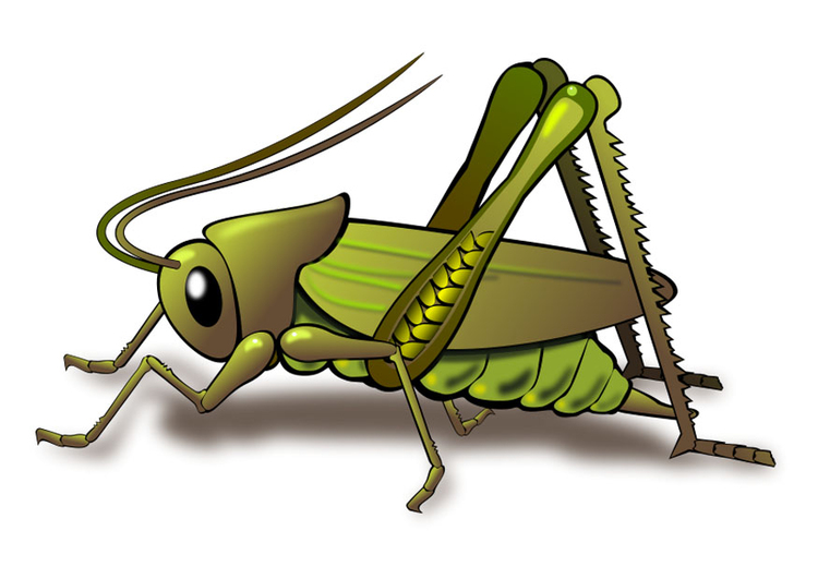 Image grasshopper