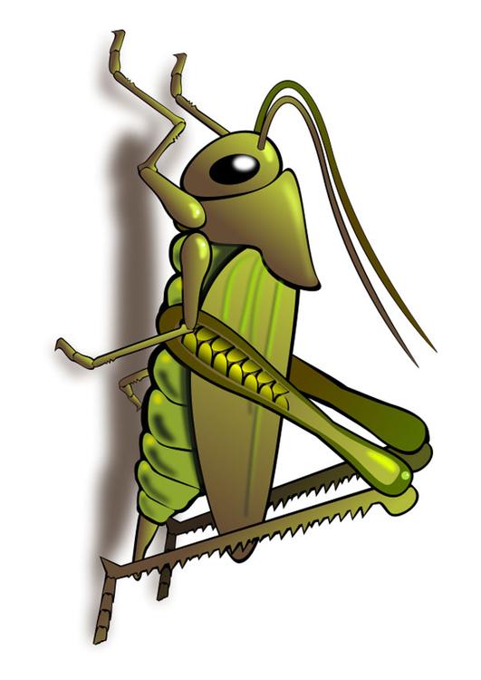 grasshopper