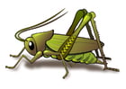 Images grasshopper