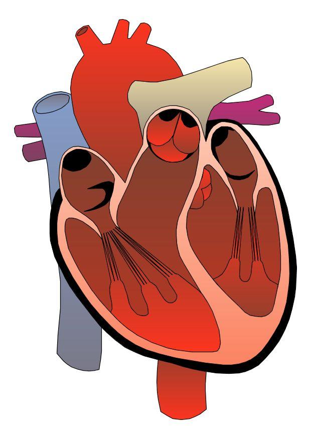 Image heart