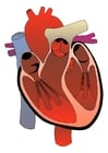 Image heart